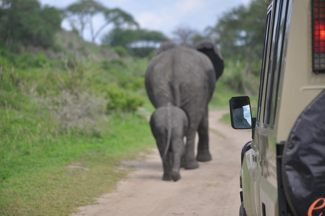 Elephant in the wild