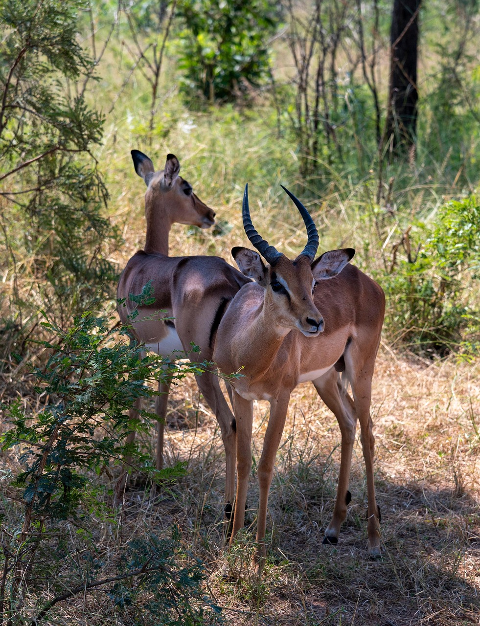 Impala in the wild