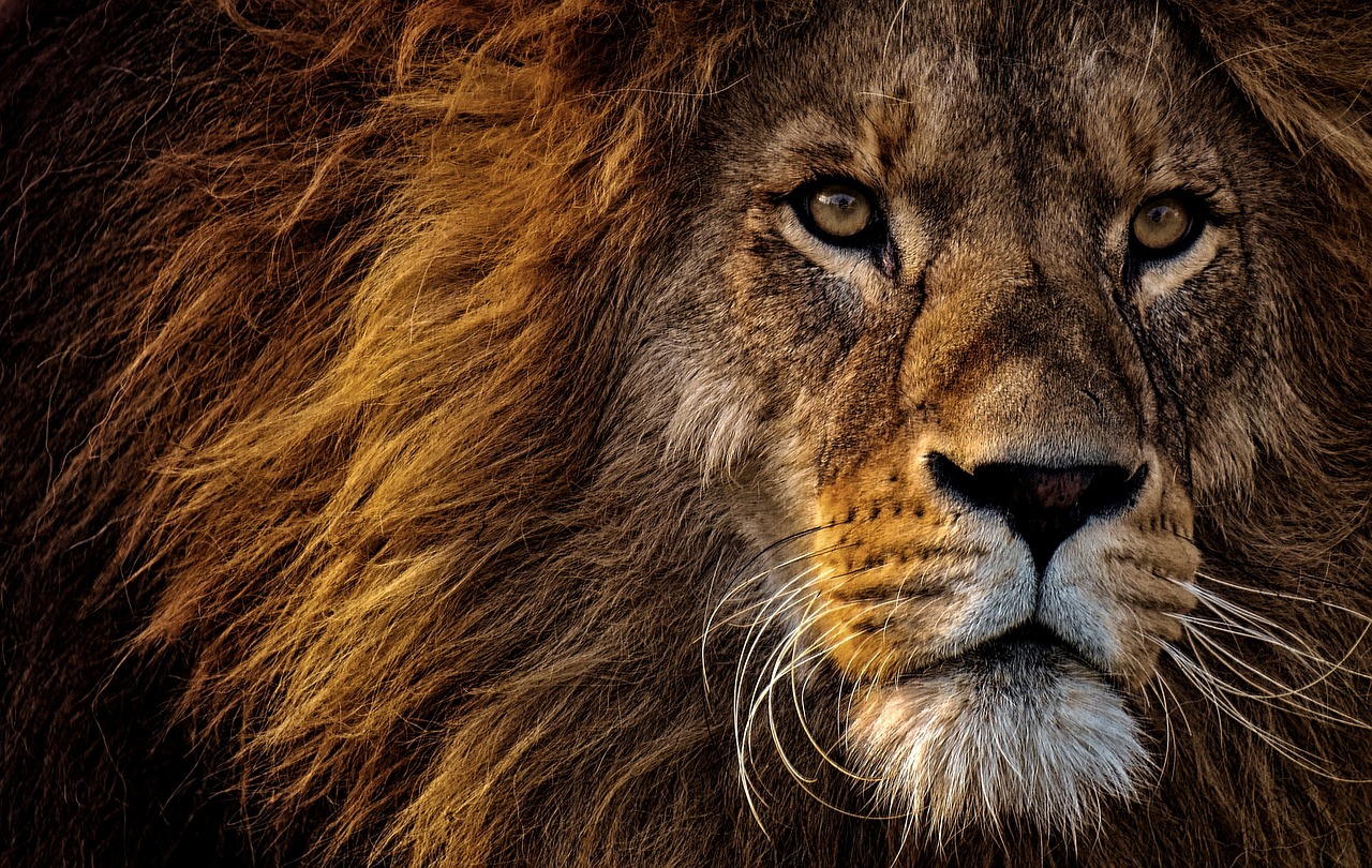 Lion in the wild